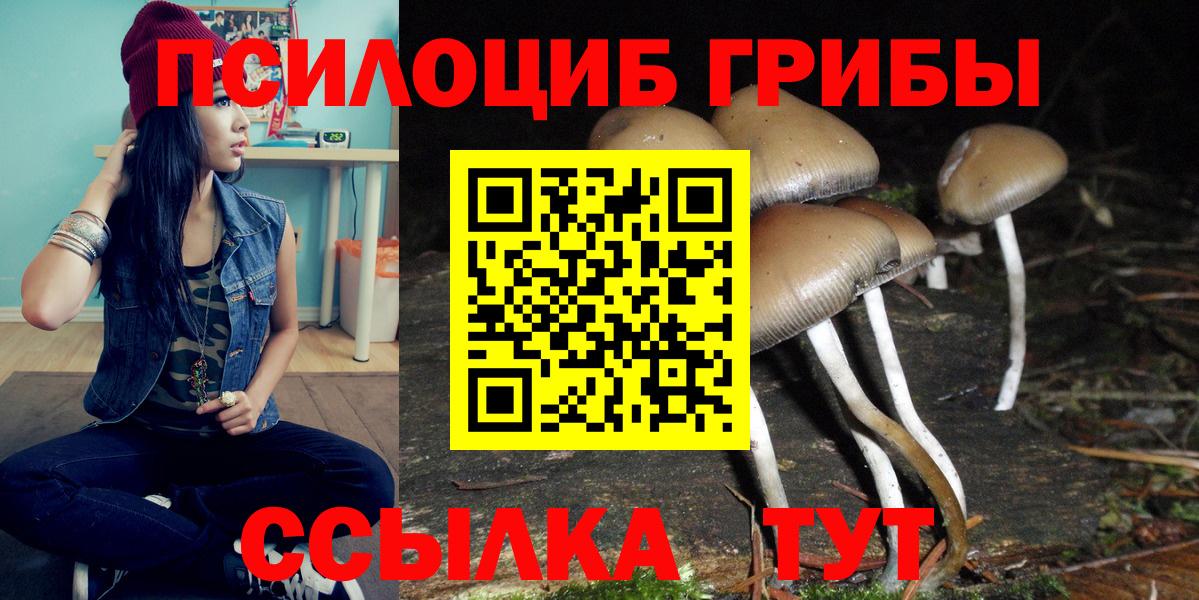 Псилоцибиновые грибы Psilocybe Чита